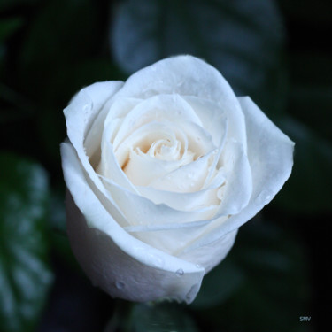 Photographie intitulée "White Rose" par Sergei Smv, Œuvre d'art originale