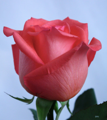 Photographie intitulée "Beautiful Rose" par Sergei Smv, Œuvre d'art originale