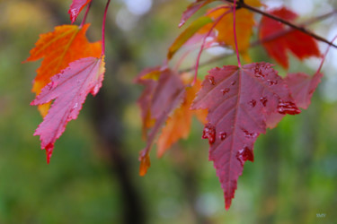 Fotografia intitulada "Tears Of Autumn" por Sergei Smv, Obras de arte originais, Fotografia digital