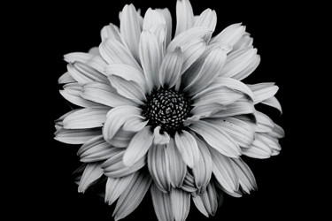 Photography titled "A Very Big Flower." by Dave English, Original Artwork, Digital Photography
