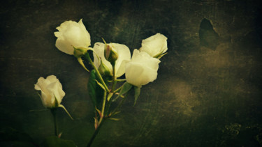 摄影 标题为“The White Rose of G…” 由Dave English, 原创艺术品, 数码摄影