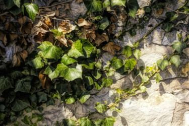 Fotografía titulada "Green Ivy clinging…" por Dave English, Obra de arte original, Fotografía digital