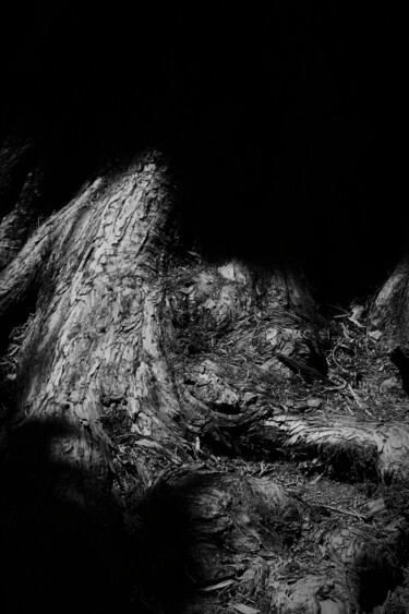 Photographie intitulée "Roots." par Dave English, Œuvre d'art originale, Photographie numérique