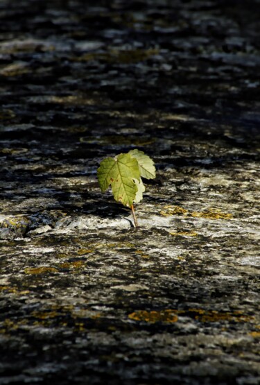 Photographie intitulée "The Survivor." par Dave English, Œuvre d'art originale, Photographie numérique