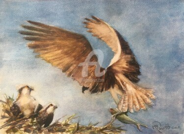 Painting titled "Osprey Landing" by B.Rossitto, Original Artwork, Watercolor