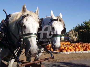 Fotografie mit dem Titel "Horses and Pumpkins" von B.Rossitto, Original-Kunstwerk