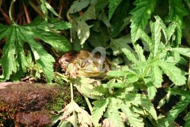 Fotografie getiteld "One Green Frog" door B.Rossitto, Origineel Kunstwerk