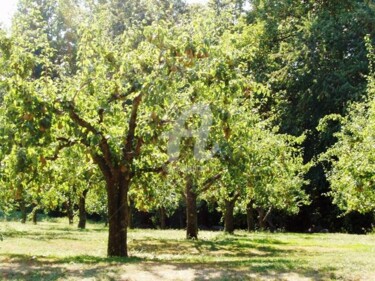 Fotografia zatytułowany „Pear Tree Lit From…” autorstwa B.Rossitto, Oryginalna praca