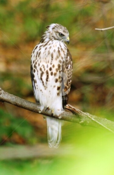 Photography titled "Young Hawk at Lawso…" by B.Rossitto, Original Artwork