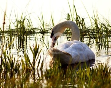 Fotografie getiteld "swan in the causeway" door B.Rossitto, Origineel Kunstwerk