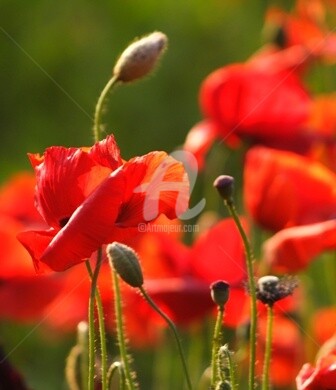 Photography titled "Poppies" by B.Rossitto, Original Artwork
