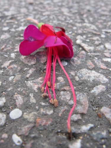 Photography titled "Squid Flower" by Brother Phil, Original Artwork