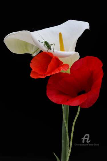 Photography titled "Arum et coquelicot" by Bruno Bisanti, Original Artwork, Digital Photography