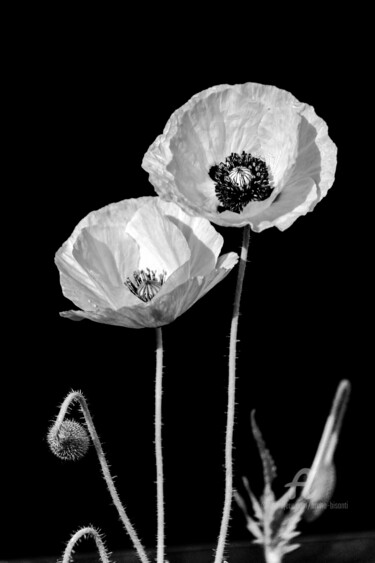Photography titled "coquelicot" by Bruno Bisanti, Original Artwork, Digital Photography