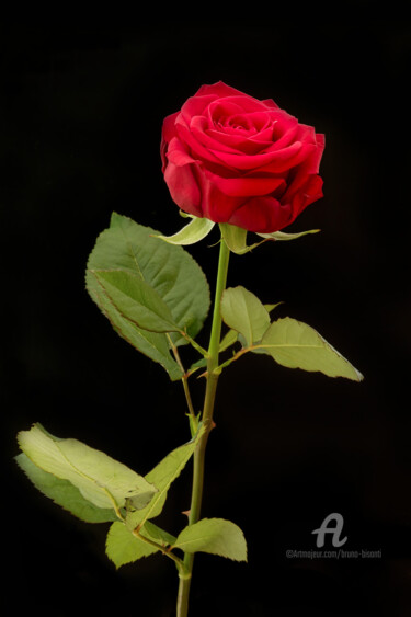 Fotografie mit dem Titel "La rose" von Bruno Bisanti, Original-Kunstwerk, Digitale Fotografie