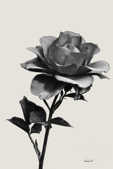 Fotografie mit dem Titel "Rose" von Bruno Bisanti, Original-Kunstwerk, Digitale Fotografie