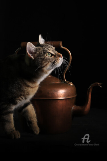 Photography titled "le chat et la bouil…" by Bruno Bisanti, Original Artwork, Non Manipulated Photography