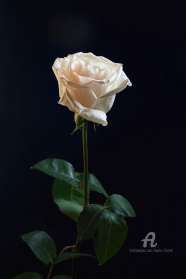 Photography titled "Rose Blanche" by Bruno Bisanti, Original Artwork, Non Manipulated Photography