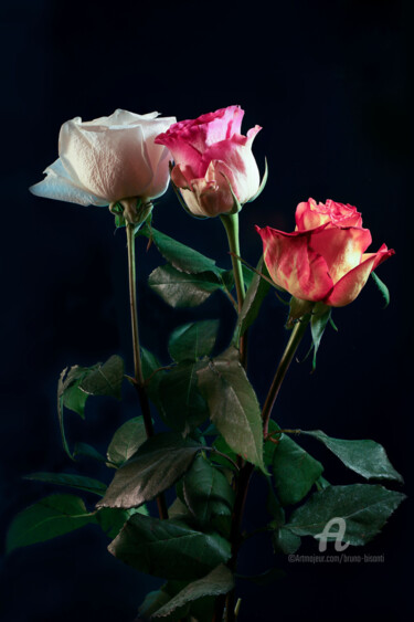 Photography titled "les 3 roses" by Bruno Bisanti, Original Artwork, Non Manipulated Photography