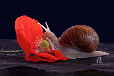Photography titled "Escargot et coqueli…" by Bruno Bisanti, Original Artwork, Non Manipulated Photography