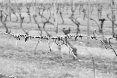 Photographie intitulée "Vignes.jpg" par Bruno De Muret De Labouret, Œuvre d'art originale