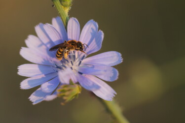 Photography titled "POLLEN ABEILLE" by Bruno Hertzog, Original Artwork, Non Manipulated Photography