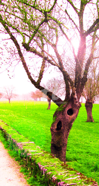 Arts numériques intitulée "Un arbre auto stopp…" par Bruno Antony-Thouret (bruno antony), Œuvre d'art originale, Photo monta…