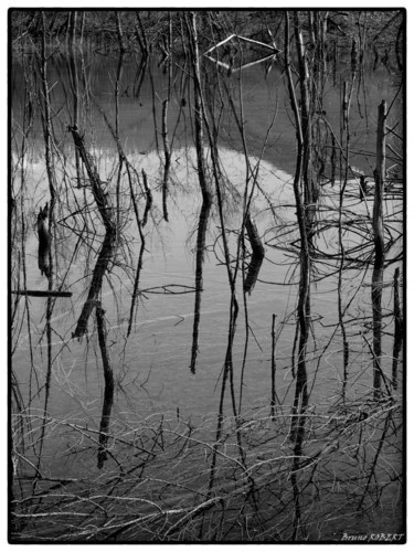 Photographie intitulée "Graphisme végétal" par Bruno Robert, Œuvre d'art originale, Photographie numérique