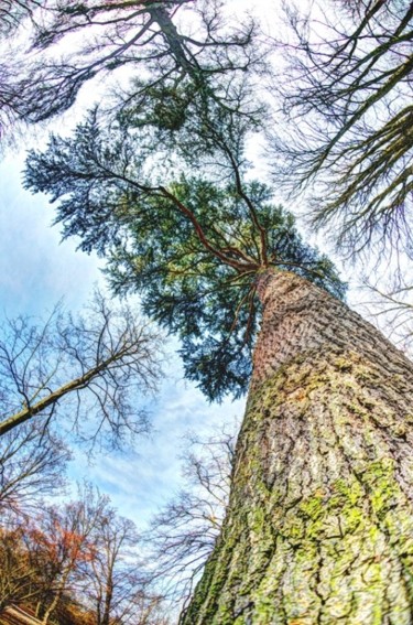 Photographie intitulée "Chateau du Bois la…" par Bulimages, Œuvre d'art originale