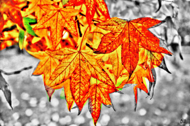 Photographie intitulée "automne-1.jpg" par Bulimages, Œuvre d'art originale