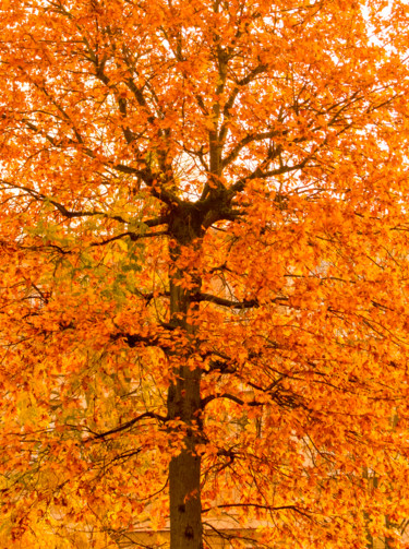 Photographie intitulée "automne-8.jpg" par Bulimages, Œuvre d'art originale