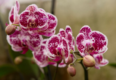 Photographie intitulée "fleurs-orchidees-6.…" par Bulimages, Œuvre d'art originale