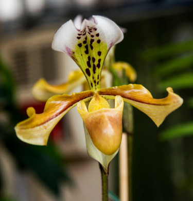 Photographie intitulée "fleurs-orchidees-33…" par Bulimages, Œuvre d'art originale