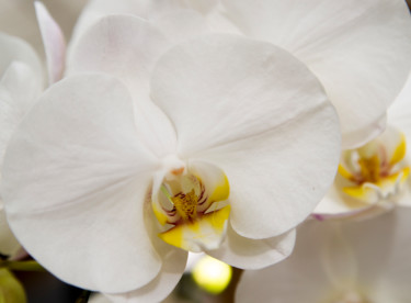 Photographie intitulée "fleurs-orchidees-00…" par Bulimages, Œuvre d'art originale