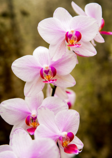 Photographie intitulée "fleurs-orchidees-9.…" par Bulimages, Œuvre d'art originale