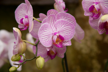 Photographie intitulée "fleurs-orchidees-11…" par Bulimages, Œuvre d'art originale