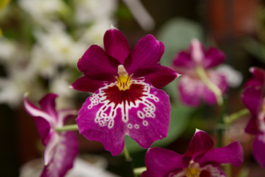 Photographie intitulée "fleurs-orchidees-12…" par Bulimages, Œuvre d'art originale