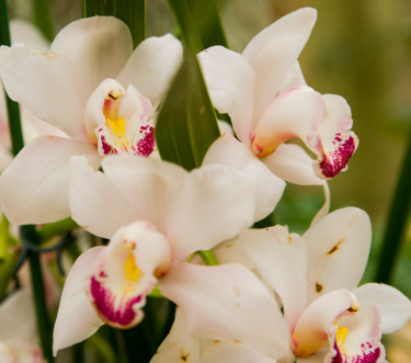 Photographie intitulée "fleurs-orchidees-13…" par Bulimages, Œuvre d'art originale