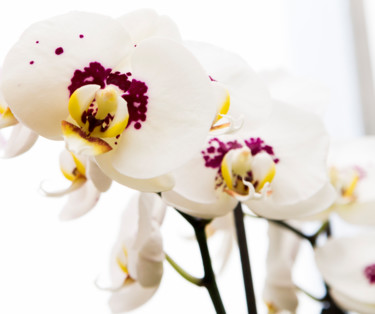 Photographie intitulée "fleurs-orchidees-14…" par Bulimages, Œuvre d'art originale