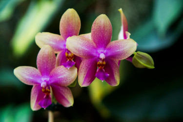 Photographie intitulée "fleurs-orchidees-16…" par Bulimages, Œuvre d'art originale
