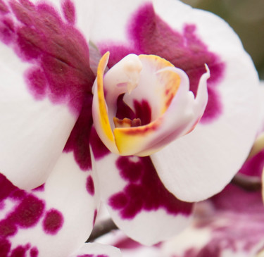 Photographie intitulée "fleurs-orchidees-19…" par Bulimages, Œuvre d'art originale