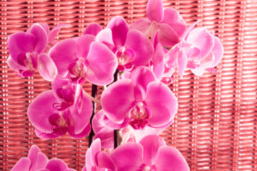 Photographie intitulée "fleurs-orchidees-20…" par Bulimages, Œuvre d'art originale