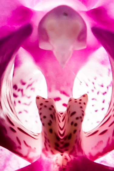 Photographie intitulée "fleurs-orchidees-21…" par Bulimages, Œuvre d'art originale