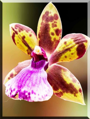 Photographie intitulée "fleurs-orchidees-24…" par Bulimages, Œuvre d'art originale