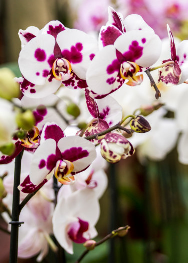 Photographie intitulée "fleurs-orchidees-26…" par Bulimages, Œuvre d'art originale