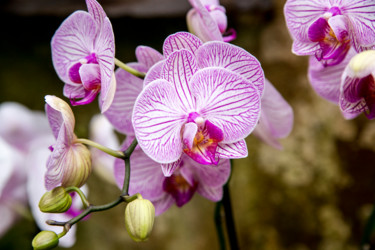 Photographie intitulée "fleurs-orchidees-29…" par Bulimages, Œuvre d'art originale