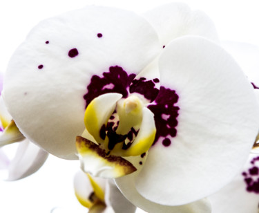 Photographie intitulée "fleurs-orchidees-31…" par Bulimages, Œuvre d'art originale