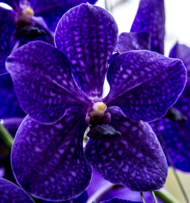 Photographie intitulée "fleurs-orchidees-32…" par Bulimages, Œuvre d'art originale