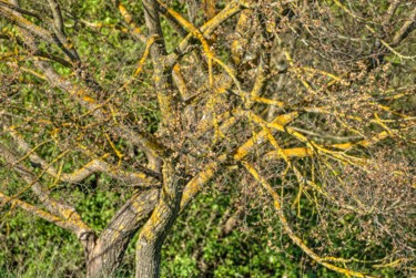 Photographie intitulée "arbre 3" par Bulimages, Œuvre d'art originale