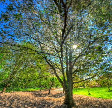 Photographie intitulée "arbre 7" par Bulimages, Œuvre d'art originale